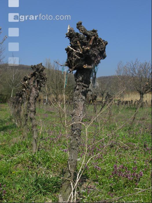 Wein vor Rodung 3