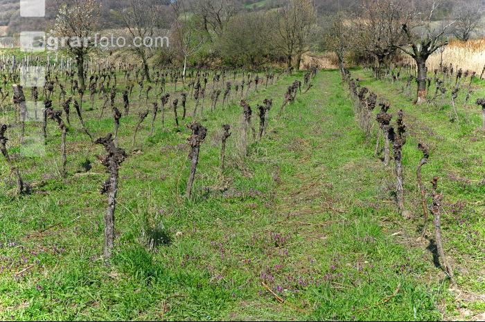 Wein vor Rodung 4