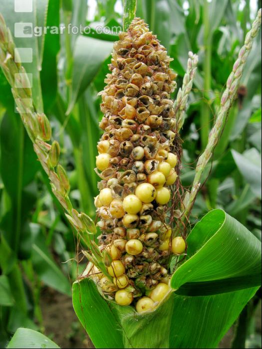 MaisWuBohr Schaden 4