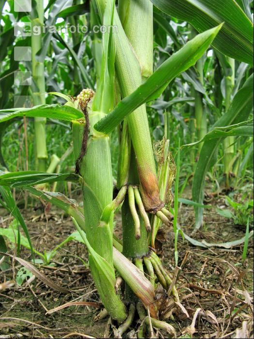 MaisWuBohr Schaden 6