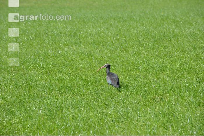 Waldrapp 4