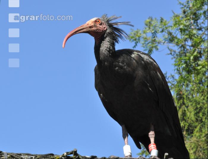 Waldrapp 3