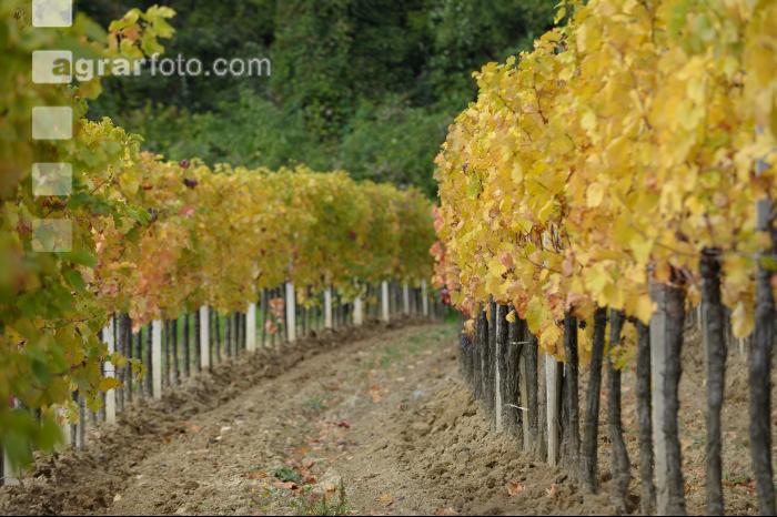 Weingarten Herbst 26