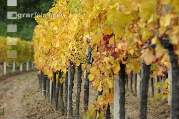 Weingarten Herbst 28
