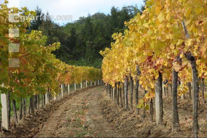 Weingarten Herbst 30