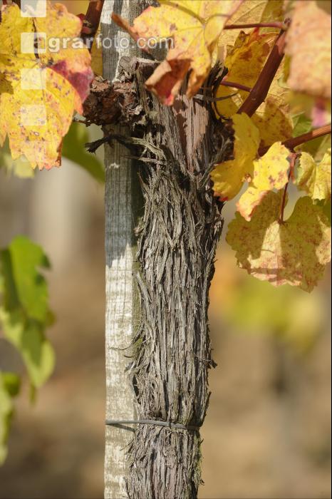 Weingarten Herbst 32