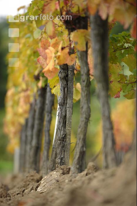 Weingarten Herbst 34