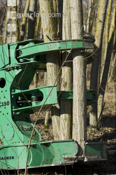 Energieholz Ernte 22