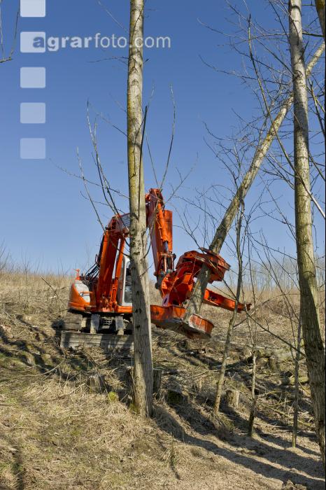 Energieholz Ernte 43