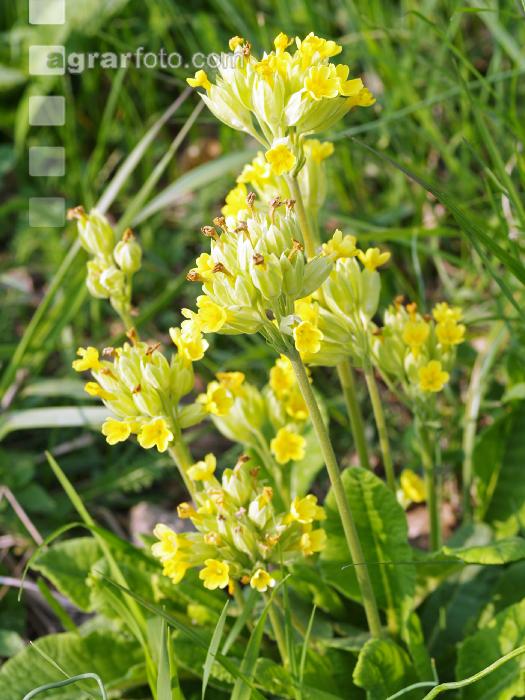Echte Schlüsselblume 3