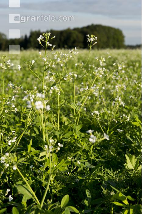 Ölrettich Blüte 7