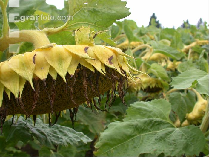 Sonnenblume Abreife 3