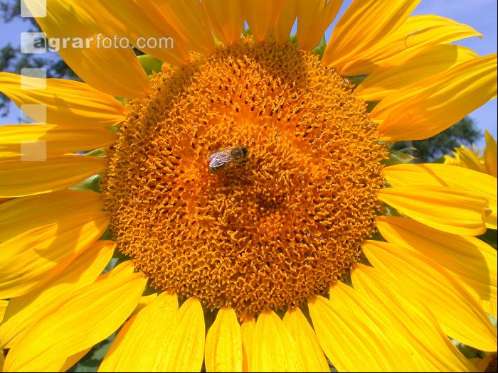 Sonnenblume Blüte 16