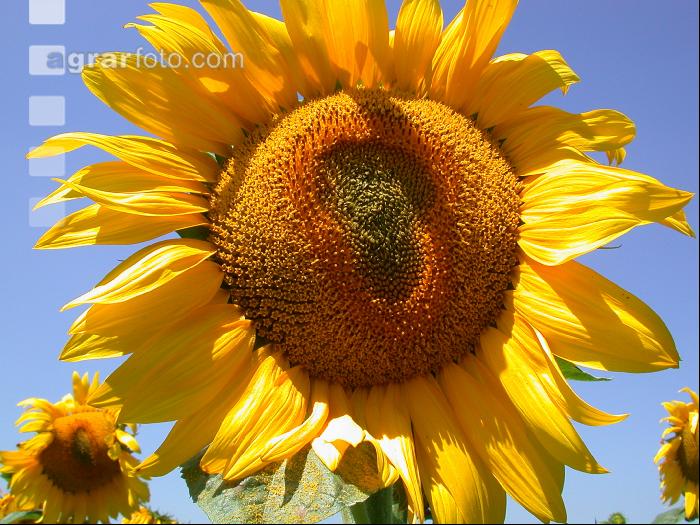 Sonnenblume Blüte 9