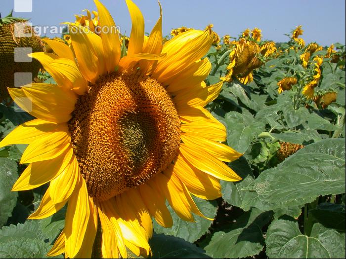 Sonnenblume Blüte 7