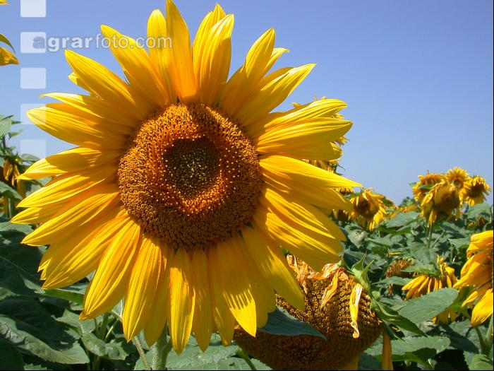 Sonnenblume Blüte 4