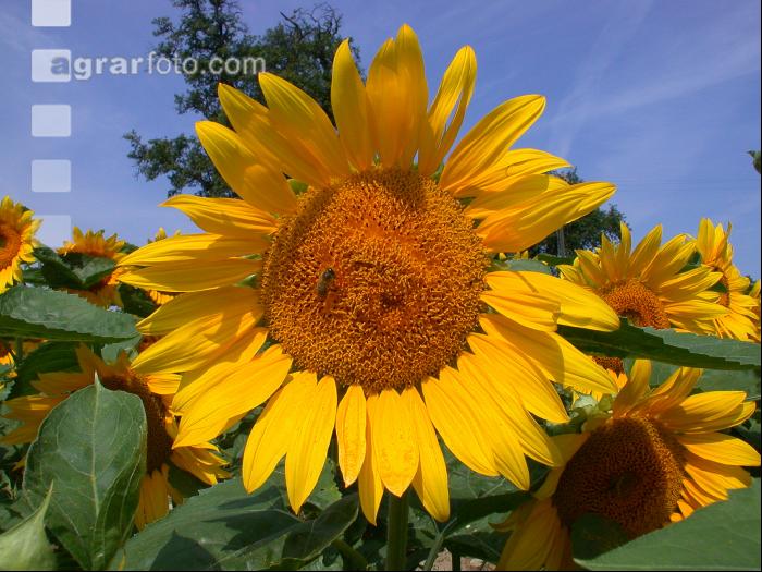 Sonnenblume Blüte 29
