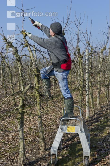 Obstbaumschnitt 8