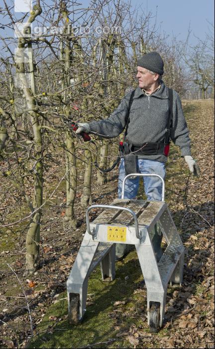 Obstbaumschnitt 6