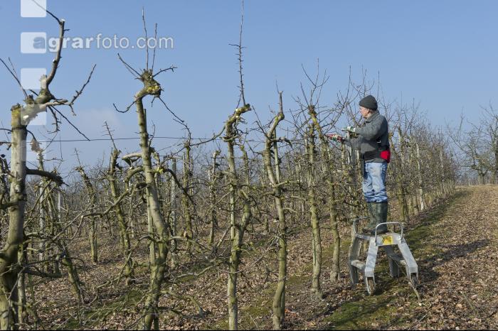 Obstbaumschnitt 1