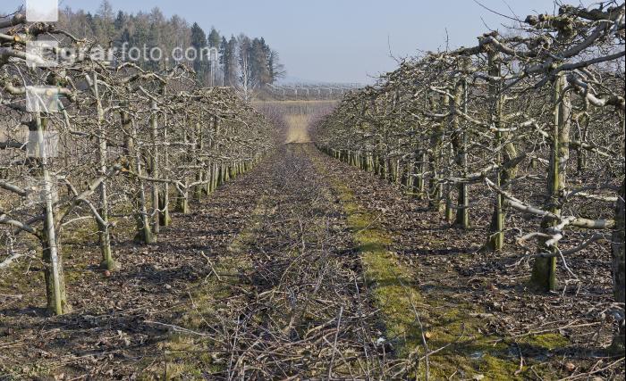 Obstbaumschnitt 15
