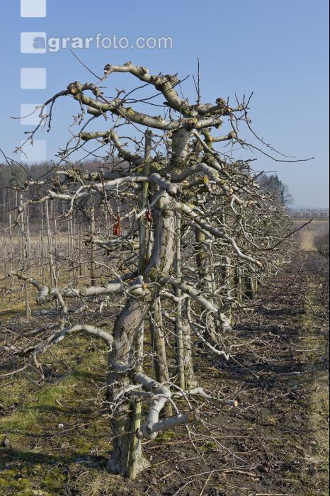 Obstbaumschnitt 14