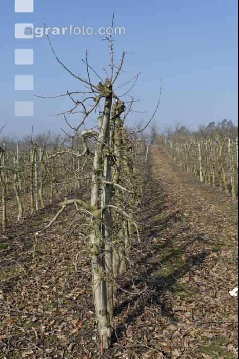 Obstbaumschnitt 13
