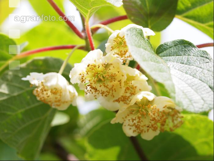 Männliche Kiwiblüten 1