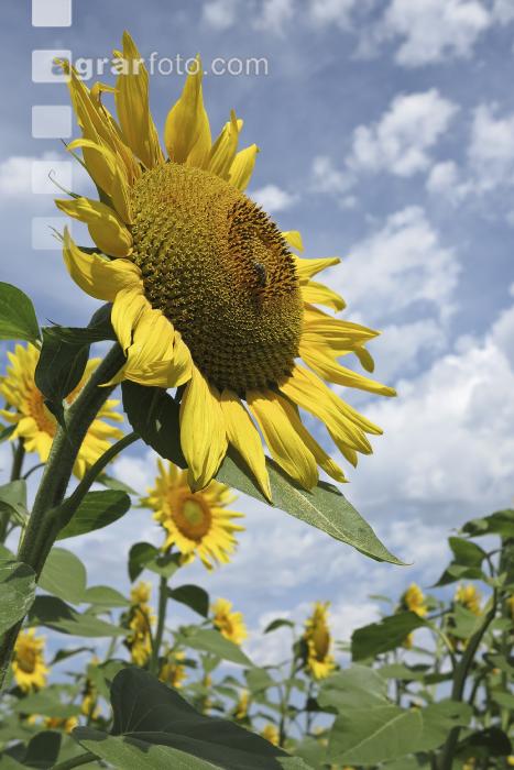 Sonnenblume Blüte 30