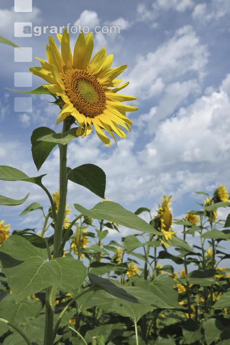 Sonnenblume Blüte 28