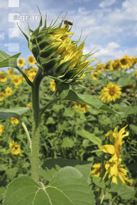 Sonnenblume Blüte 25
