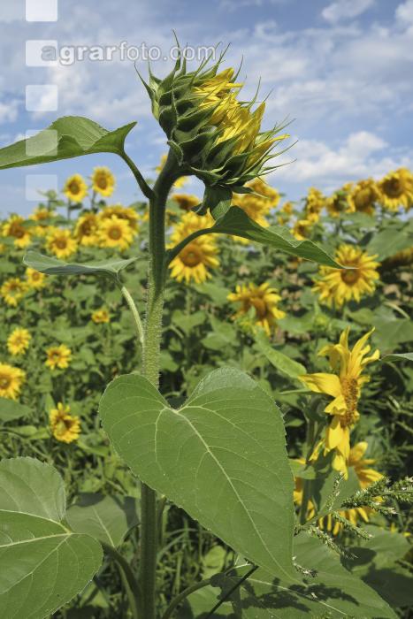 Sonnenblume Blüte 24
