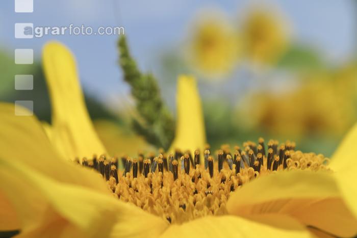 Sonnenblume Blüte 19