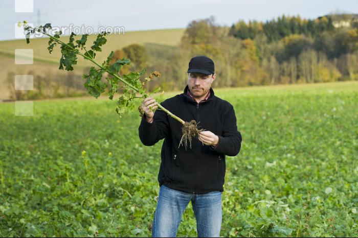 Ölrettich 3