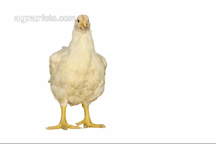 Masthähnchen
