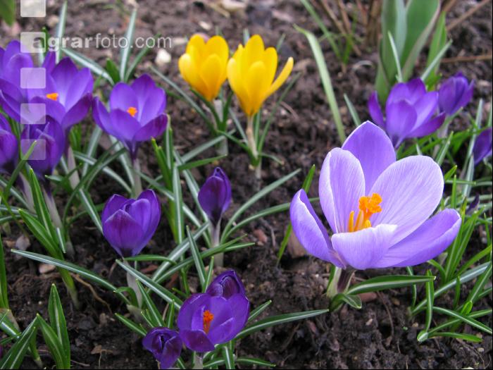 Krokus 6