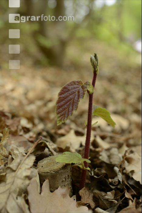 Hainbuche Keimling 2