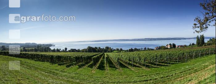 Weingärten am Bodensee 6