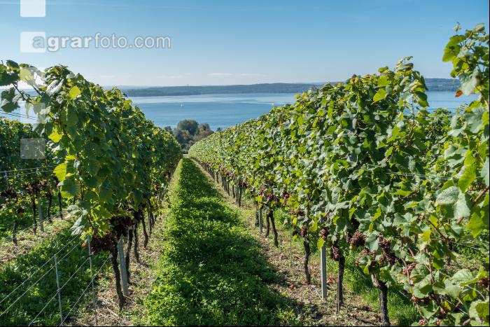Weingärten am Bodensee 4