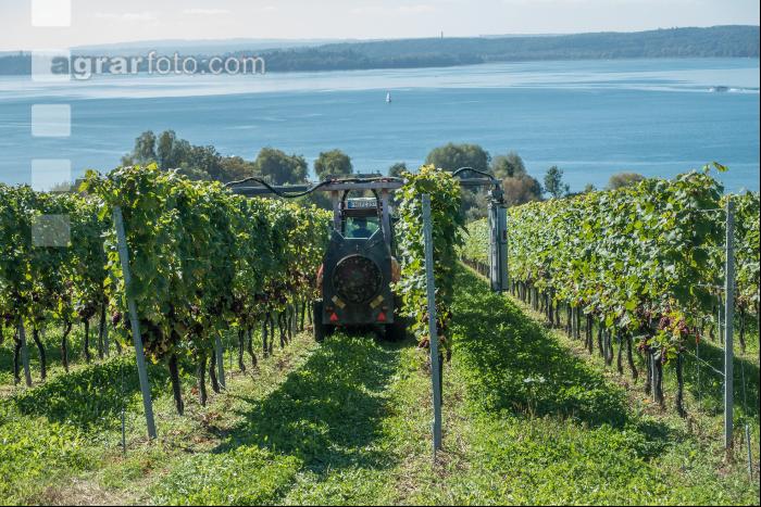 Weingärten am Bodensee 3