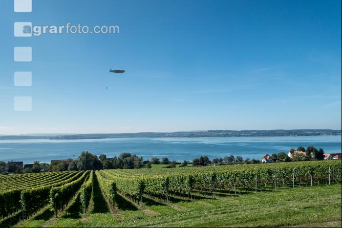 Weingärten am Bodensee 2