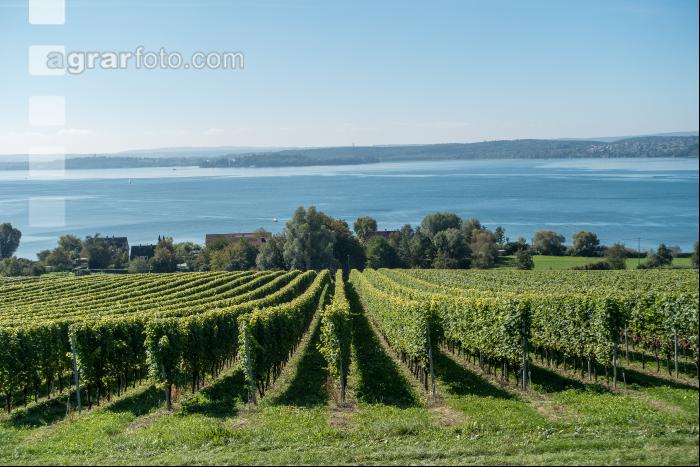 Weingärten am Bodensee 1