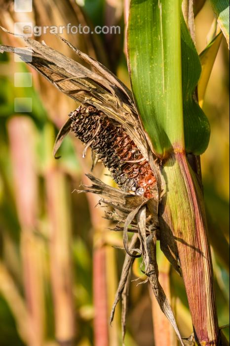 Mais Sperlingsfraß