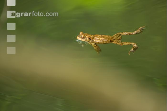 Seefrosch 1