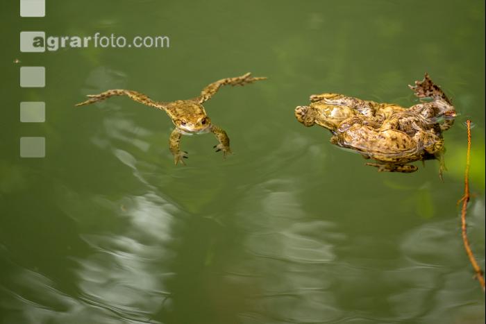 Seefrosch 2