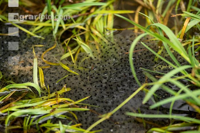 Froschlaich 1