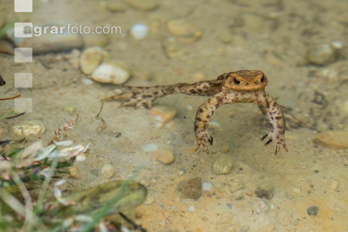 Seefrosch 5