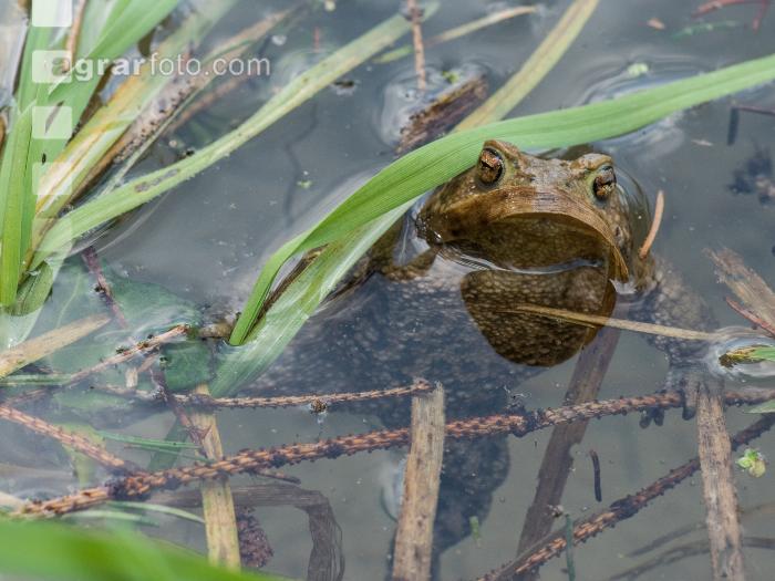 Seefrosch 6
