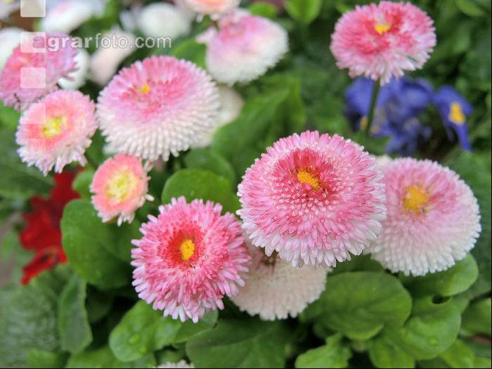 Bellis
