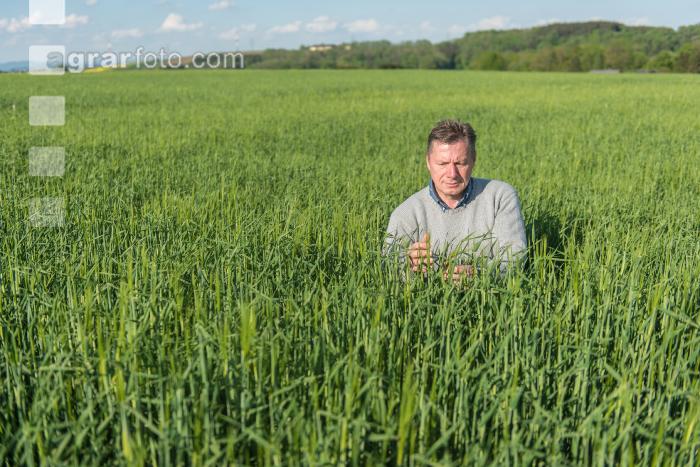 Wintergerste Ährenschieben 11